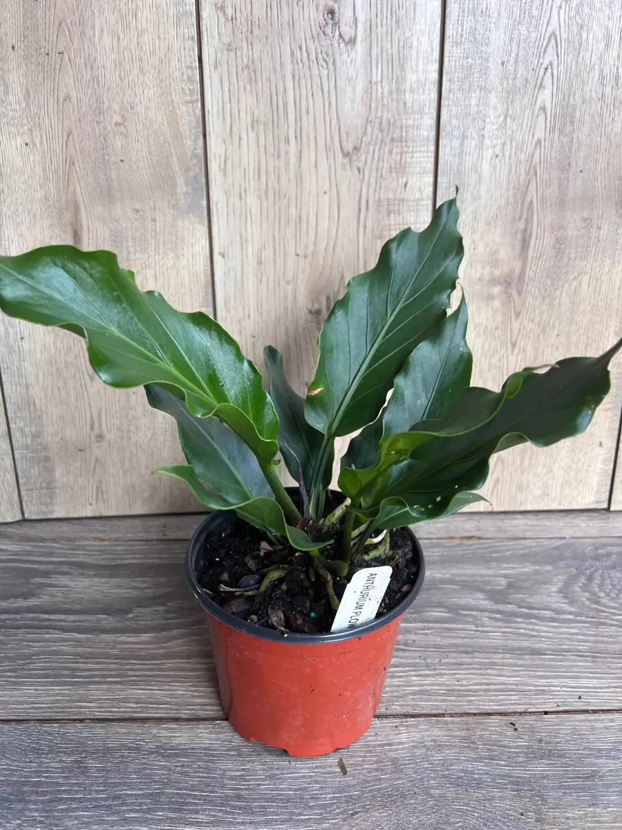 Anthurium Plowmanii Live Plant – 6 inch Pot – Exotic Indoor Houseplant - Image 8