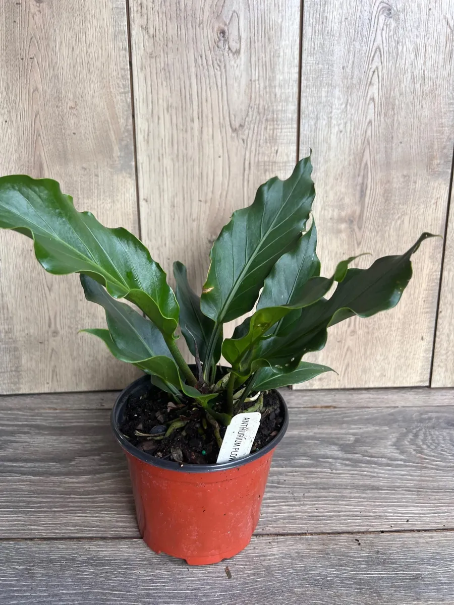 Anthurium Plowmanii Live Plant – 6 inch Pot – Exotic Indoor Houseplant - Image 9
