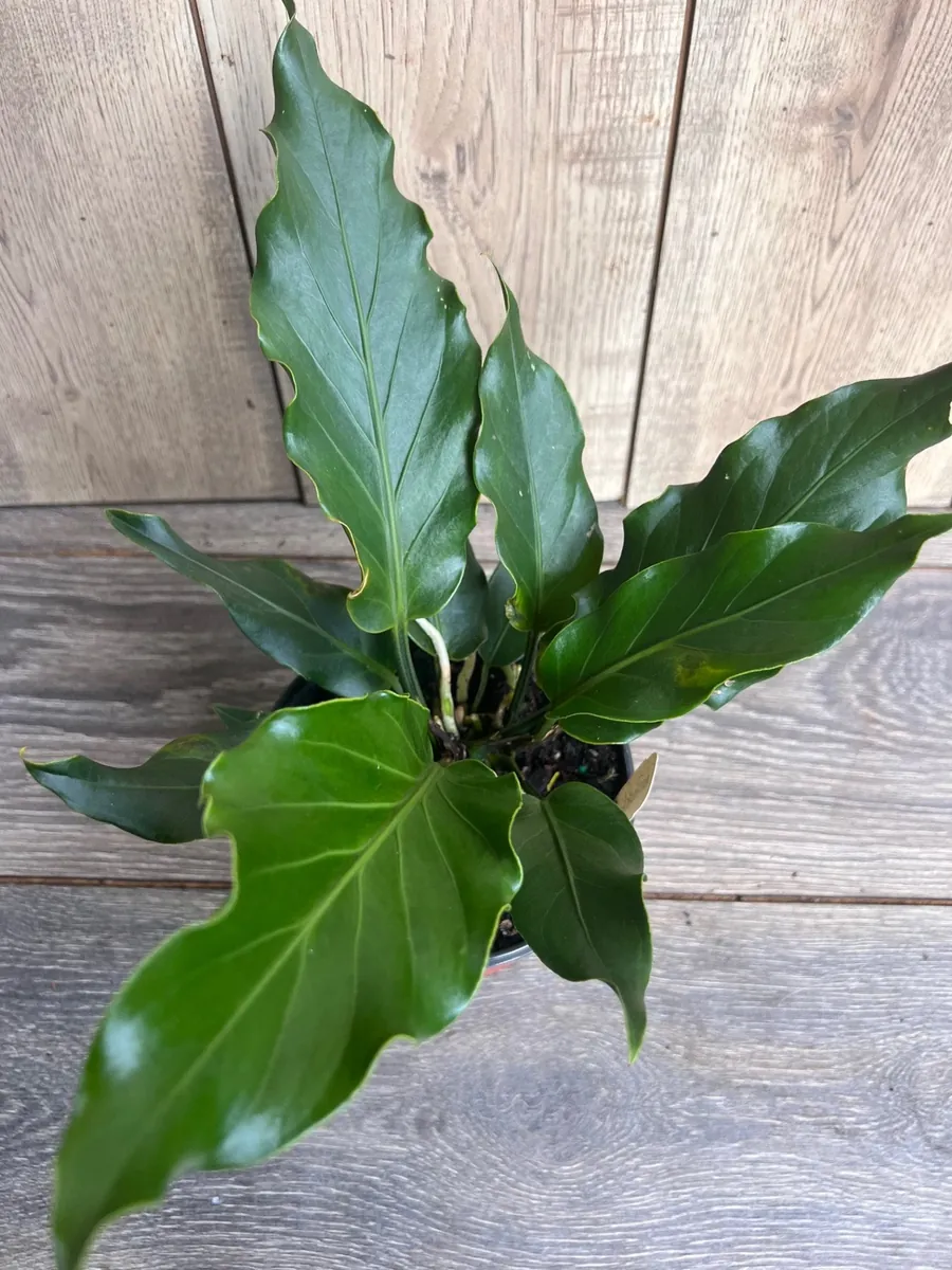 Anthurium Plowmanii Live Plant – 6 inch Pot – Exotic Indoor Houseplant - Image 1