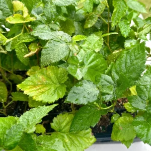 Apache Thornless Blackberry Plant - Bare Root Starter - 2-3 ft Tall - Image 5