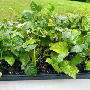 Apache Thornless Blackberry Plant - Live Bare Root Fruit Bush for Edible Gardens, Zones 6-8 - Image 8