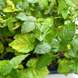 Apache Thornless Blackberry Plant – Live Starter Plug – 4-6 inches – Outdoor Fruit Shrub - Image 9