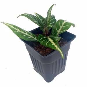 Aphelandra Zebra Plant - Live Houseplant - 4 inch Pot - Indoor Tropical Foliage - Image 2
