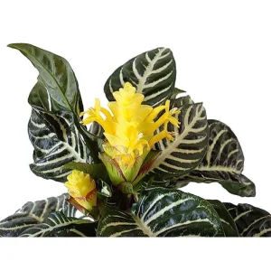 Aphelandra Zebra Plant - Live Houseplant - 4 inch Pot - Indoor Tropical Foliage - Image 1