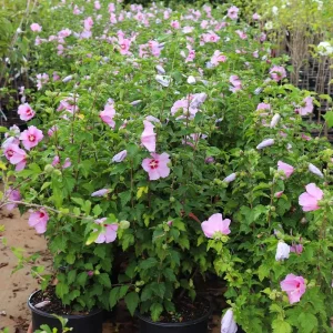 Aphrodite Rose of Sharon Bare Root Plant - Hibiscus Syriacus - 2 Pack Outdoor Shrub - Image 2