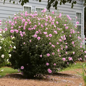 Aphrodite Rose of Sharon Live Plant 10-18