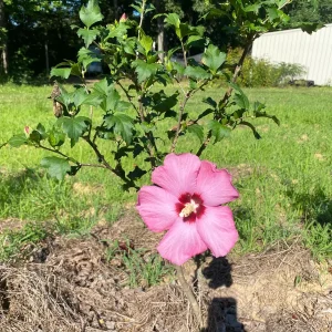 Aphrodite Rose of Sharon Live Plant 10-18" Tall, 2.5" Pot - Pink Hibiscus Syriacus - Image 1
