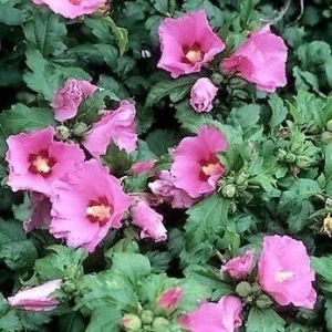 Aphrodite Rose of Sharon Live Plant – Althea Shrub, Quart Pot, Pink Flowers, Outdoor - Image 2