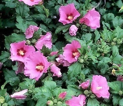 Aphrodite Rose of Sharon Live Plant – Althea Shrub, Quart Pot, Pink Flowers, Outdoor - Image 2