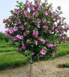 Aphrodite Rose of Sharon Live Plant – Althea Shrub, Quart Pot, Pink Flowers, Outdoor - Image 1