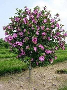 Aphrodite Rose of Sharon Live Plant – Althea Shrub, Quart Pot, Pink Flowers, Outdoor - Image 1