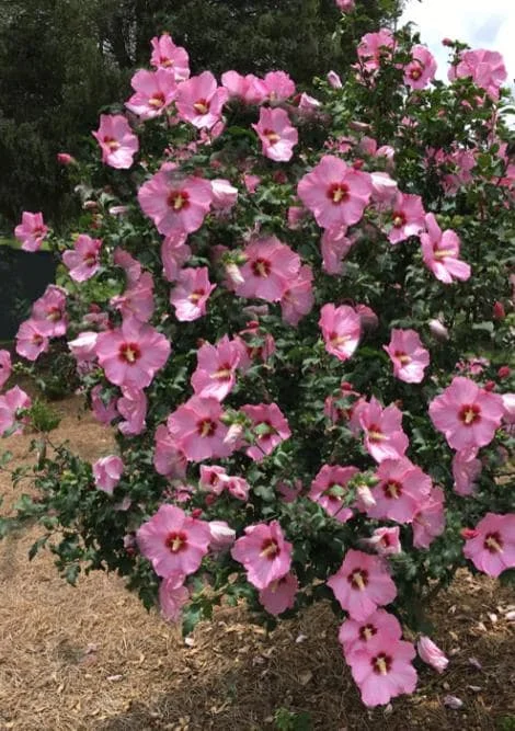 Aphrodite Rose of Sharon Live Plant - Quart Pot Althea Shrub - Lavender Blooms - Image 10