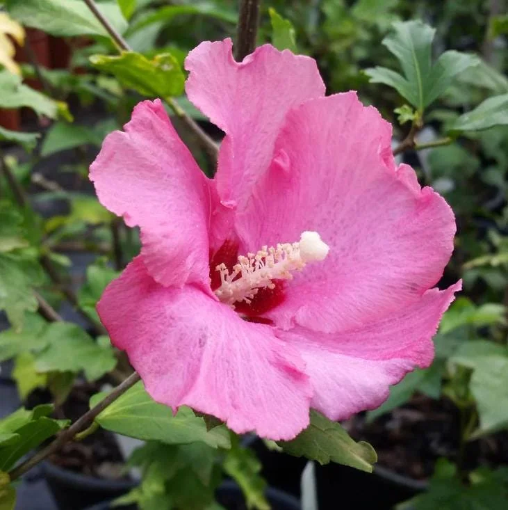 Aphrodite Rose of Sharon Live Plant - Quart Pot Althea Shrub - Lavender Blooms - Image 2