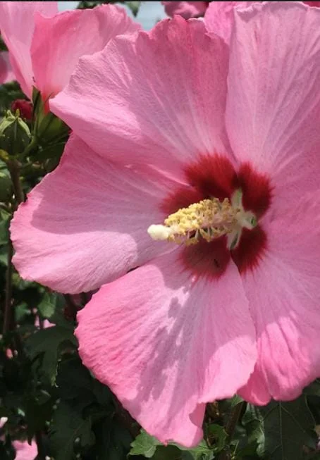 Aphrodite Rose of Sharon Live Plant - Quart Pot Althea Shrub - Lavender Blooms - Image 3