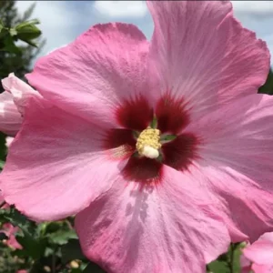 Aphrodite Rose of Sharon Live Plant - Quart Pot Althea Shrub - Lavender Blooms - Image 4