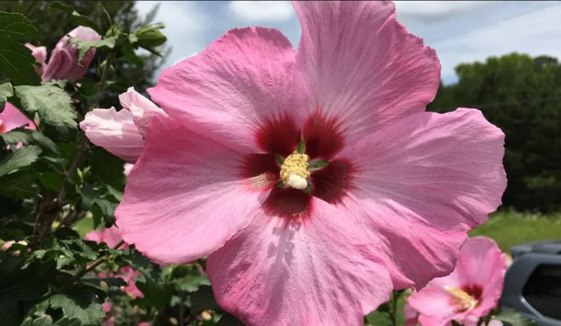 Aphrodite Rose of Sharon Live Plant - Quart Pot Althea Shrub - Lavender Blooms - Image 4