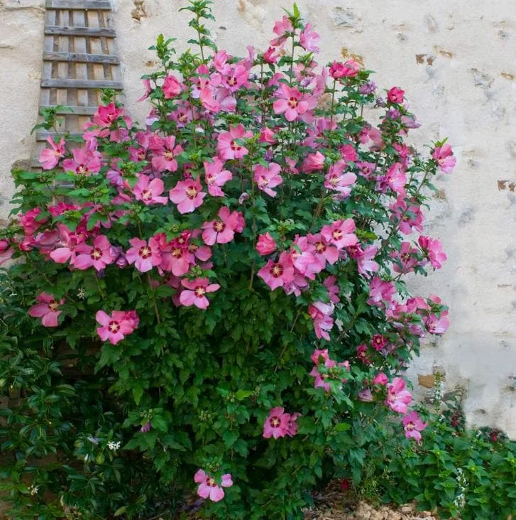 Aphrodite Rose of Sharon Live Plant - Quart Pot Althea Shrub - Lavender Blooms - Image 5