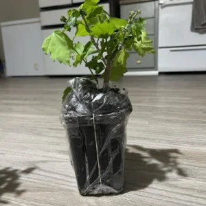 Aphrodite Rose of Sharon Live Plant - Quart Pot Althea Shrub - Lavender Blooms - Image 6