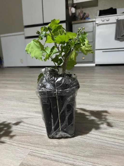 Aphrodite Rose of Sharon Live Plant - Quart Pot Althea Shrub - Lavender Blooms - Image 6