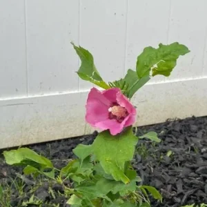 Aphrodite Rose of Sharon Live Plant - Quart Pot Althea Shrub - Lavender Blooms - Image 7