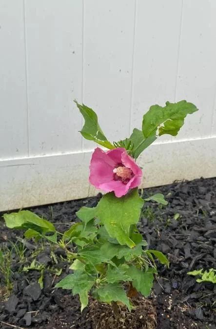 Aphrodite Rose of Sharon Live Plant - Quart Pot Althea Shrub - Lavender Blooms - Image 7