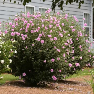 Aphrodite Rose of Sharon Live Plant - Quart Pot Althea Shrub - Lavender Blooms - Image 9