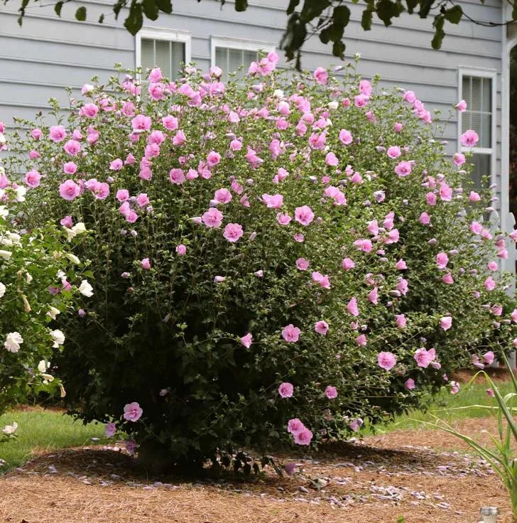 Aphrodite Rose of Sharon Live Plant - Quart Pot Althea Shrub - Lavender Blooms - Image 9