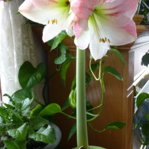 Apple Blossom Amaryllis Bulb - Pink & White Blooms, 20in Tall, Indoor/Outdoor - Image 2