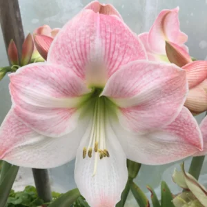 Apple Blossom Amaryllis Bulb - Pink & White Blooms, 20in Tall, Indoor/Outdoor - Image 1