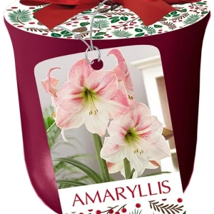 Apple Blossom Amaryllis Kit - Bordeaux Ceramic Planter, 24/26 cm Bulb - Image 1