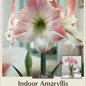 Apple Blossom Giant Dutch Amaryllis Bulb - 34/+cm Bulb - One Bulb - Pink & White Flowers - Image 1