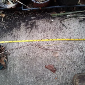 Apricot Tree Live Plant – Rooted Stock – Up to 2 ft Tall – Outdoor Fruit Tree - Image 2