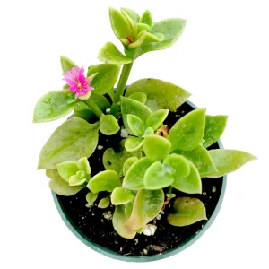 Aptenia cordifolia Baby Sun Rose Plant Succulent Plant - Image 1