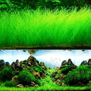 Aquarium Plant Seeds for Fish Tank Ground Cover - Water Grass Seeds - Image 3