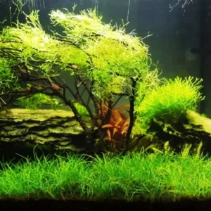 Aquarium Plant Seeds for Fish Tank Water Grass Ground Covering - USA Made - Image 2