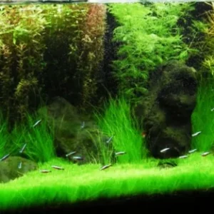 Aquarium Plant Seeds for Fish Tank Water Grass Ground Covering - USA Made - Image 5