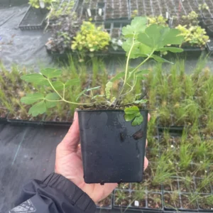 Aquilegia Canadensis 'Columbine Mix' Live Plant - 3.5