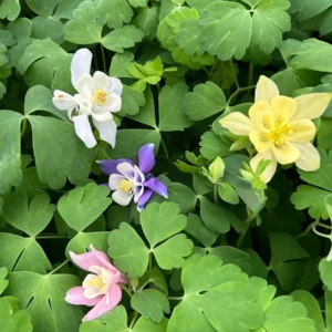 Aquilegia Canadensis 'Columbine Mix' Live Plant - 3.5" Pot - Outdoor Perennial - Image 1