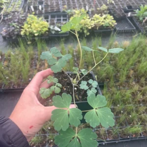 Aquilegia Canadensis 'Columbine Mix' Live Plant - 3.5