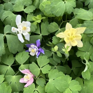 Aquilegia Canadensis 'Columbine Mix' Live Plant - 3.5