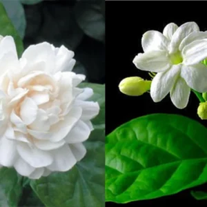 Arabian & Common Jasmine Live Plant Set, 10" Height, Fragrant White Flowers, Indoor/Outdoor - Image 1
