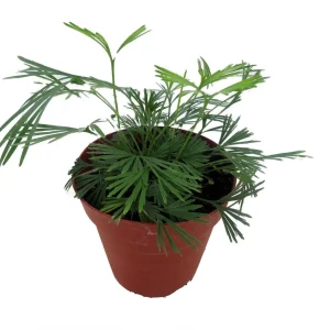 Arabian Eyelash Fern Live Plant - Actiniopteris semiflabellatta - 4" Pot - Indoor - Image 2