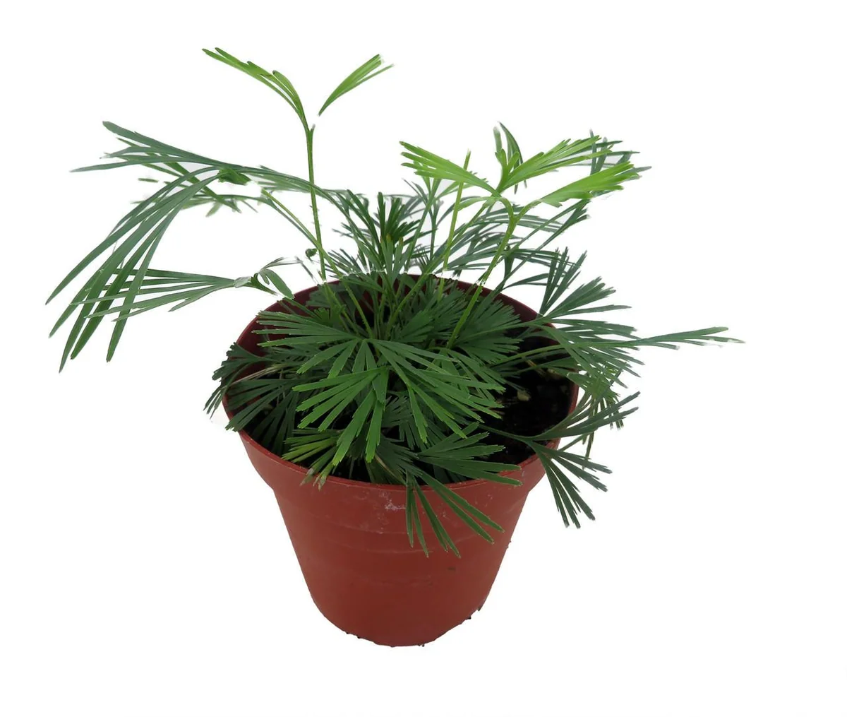 Arabian Eyelash Fern Live Plant - Actiniopteris semiflabellatta - 4" Pot - Indoor - Image 2