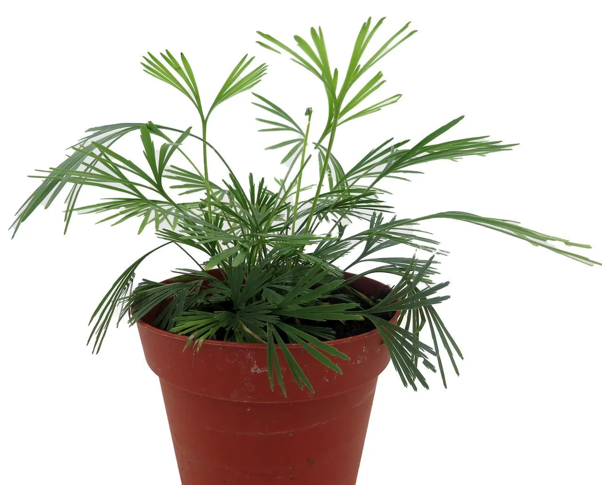 Arabian Eyelash Fern Live Plant - Actiniopteris semiflabellatta - 4" Pot - Indoor - Image 3