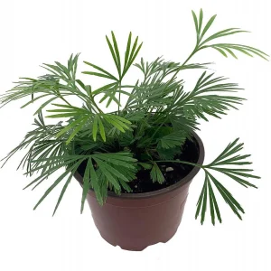 Arabian Eyelash Fern Live Plant - Actiniopteris semiflabellatta - 4" Pot - Indoor - Image 1