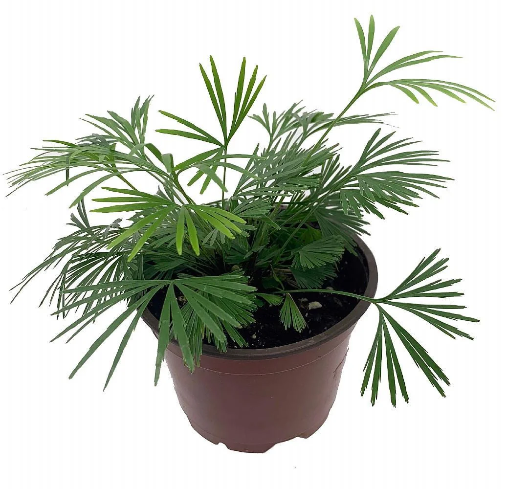 Arabian Eyelash Fern Live Plant - Actiniopteris semiflabellatta - 4" Pot - Indoor - Image 1