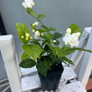 Arabian Jasmine Live Plant - Double Flower Mogra, 4 inch Pot, Fragrant Indoor/Outdoor - Image 2