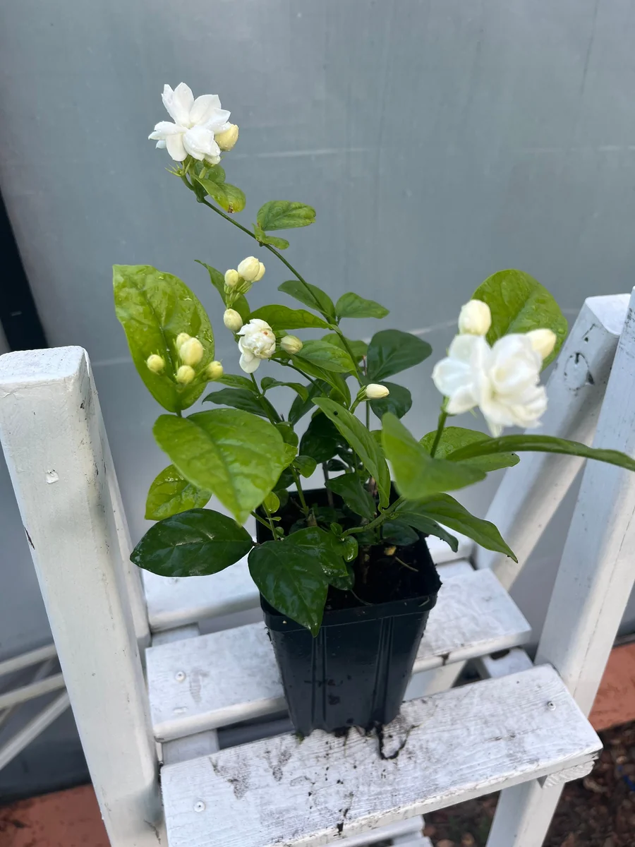 Arabian Jasmine Live Plant - Double Flower Mogra, 4 inch Pot, Fragrant Indoor/Outdoor - Image 2
