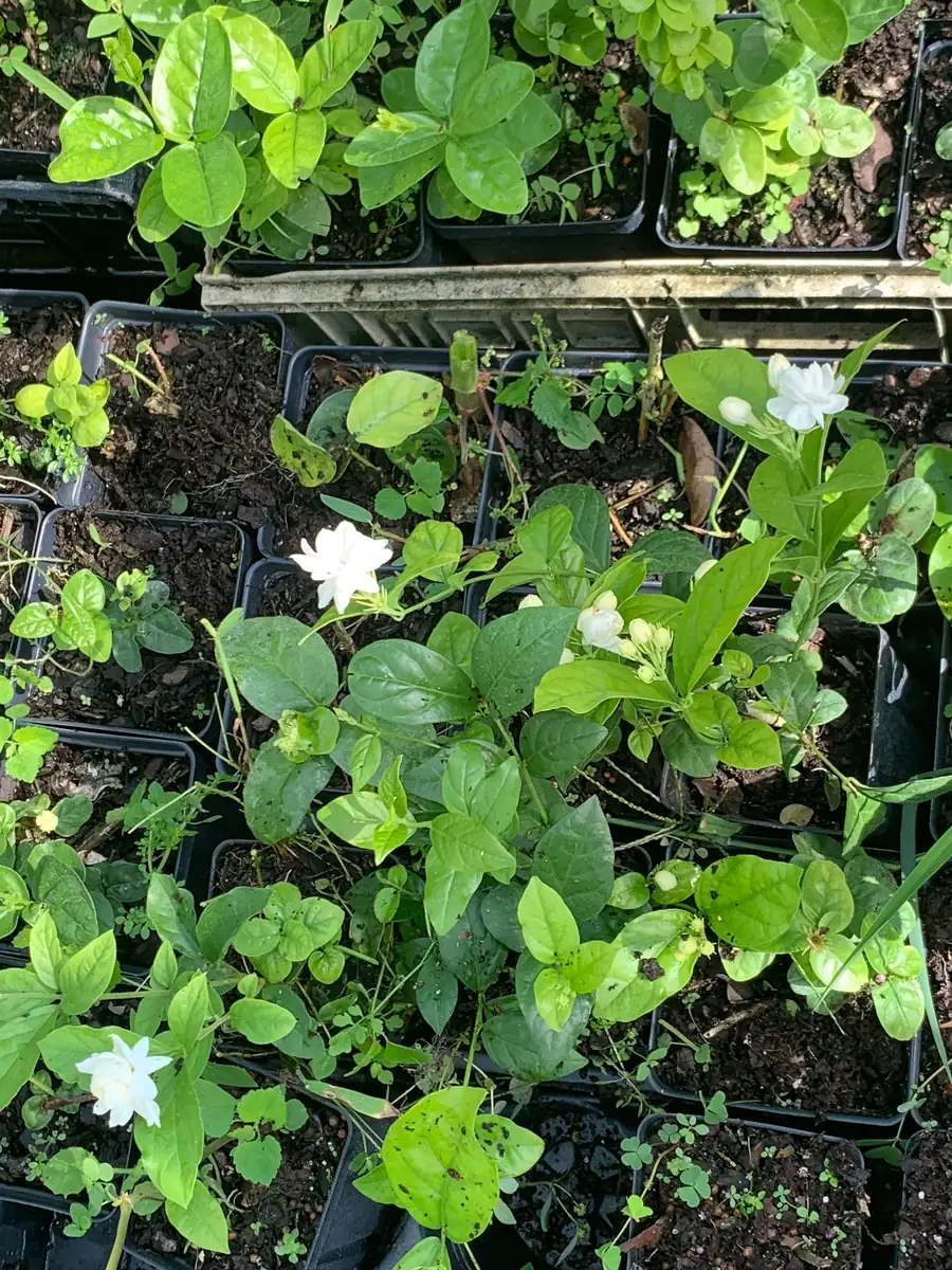 Arabian Jasmine Live Plant - Double Flower Mogra, 4 inch Pot, Fragrant Indoor/Outdoor - Image 3