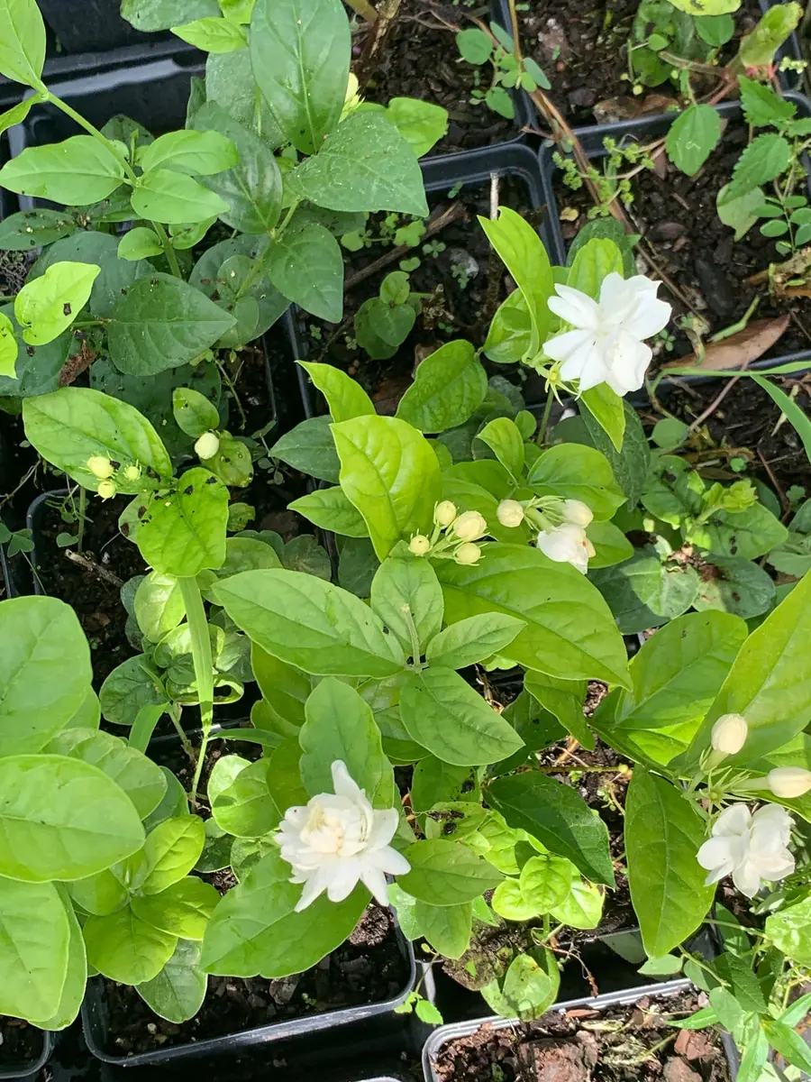 Arabian Jasmine Live Plant - Double Flower Mogra, 4 inch Pot, Fragrant Indoor/Outdoor - Image 4